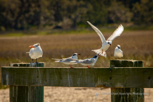 Sapelo2018_MCB7375.jpg