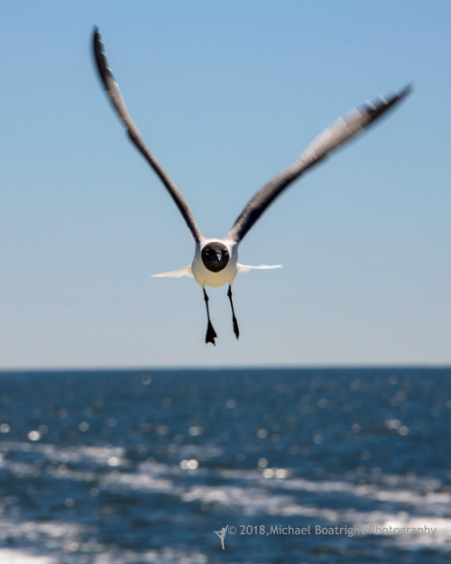 Sapelo2018_MCB7413.jpg