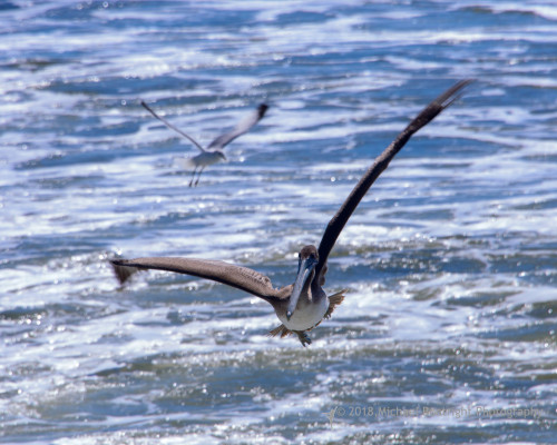 Sapelo2018_MCB7429.jpg