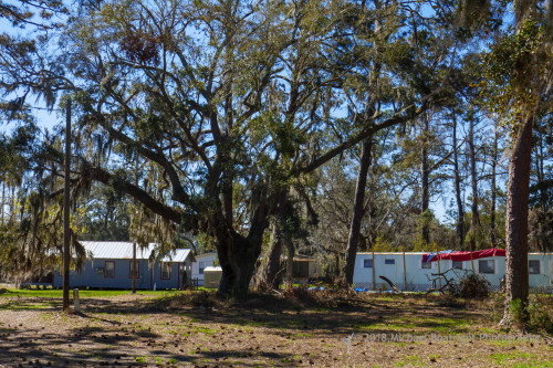 Sapelo2018_1030245.jpg