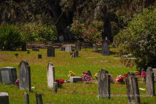 Sapelo2018_1030291.jpg