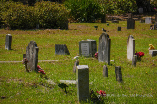 Sapelo2018_1030293.jpg