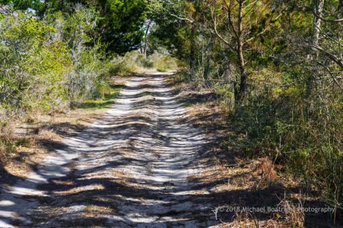 Sapelo2018_1030301.jpg