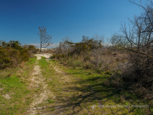 Sapelo2018_MCB5563.jpg