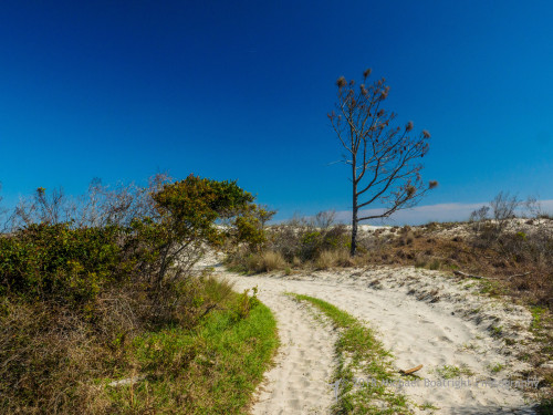 Sapelo2018_MCB5567.jpg