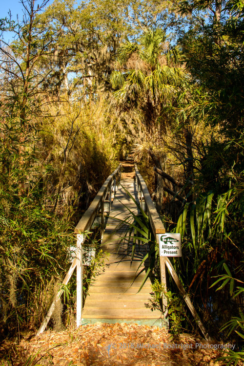 Sapelo2018_MCB7304.jpg