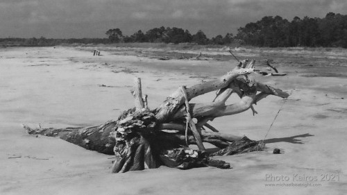 $BEACH-Driftwood-CabrettaBeach_Sapelo-135-18-20.jpg