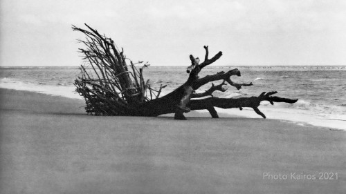 $BEACH-Driftwood-CabrettaBeach_Sapelo-135-18-25.jpg