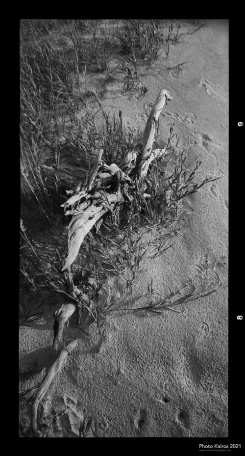 $BEACH-Driftwood-NannygoatBeach_Sapelo-120-03-03.jpg