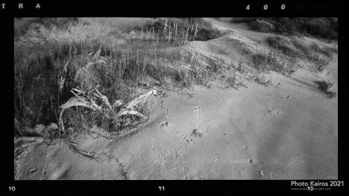 $BEACH-Driftwood-NannygoatBeach_Sapelo-120-03-04.jpg