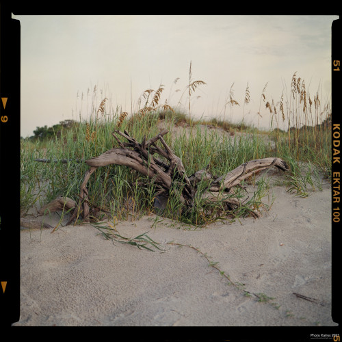 $BEACH-Driftwood-SeaOats-and-Dunes_Sapelo_1Sapelo_120-02-09.jpg