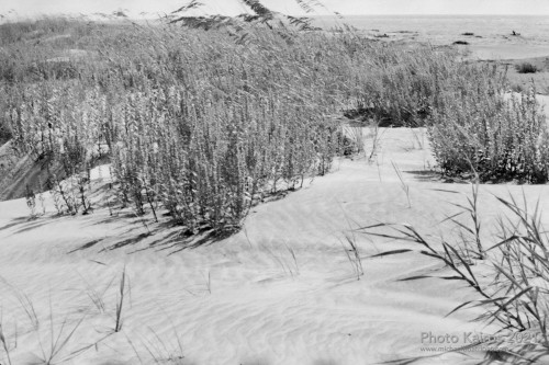 $BEACH-DunesAndSeaOats-CabrettaBeach_Sapelo-135-18-22.jpg