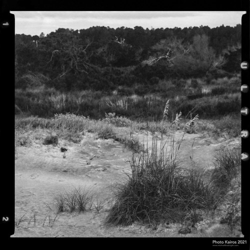 $BEACH-NannygoatBeachDunesWithMaritimeForest-SapeloIsland_Sapelo-120-10-01.jpg