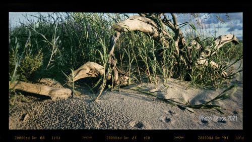 $BEACH-Sapelo-120-12-04.jpg