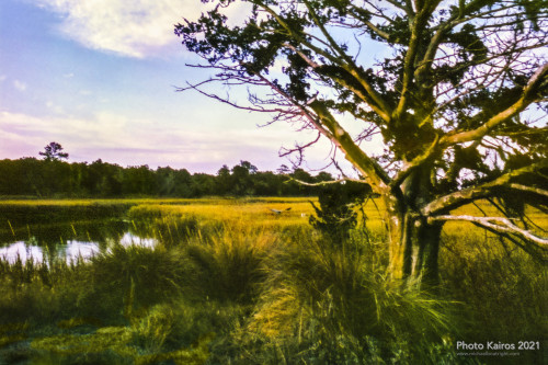 $MARSH-BlueHeronFishingInSaltmarsh-AlongDeanCreek-Sapelo_135-21-08.jpg