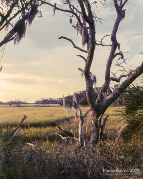 $MARSH-SaltMarsh-Sapelo-135-21-05.jpg