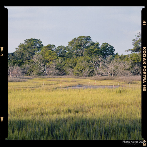 $MARSH-SaltMarshAtLowTide_Sapelo-07-01.jpg