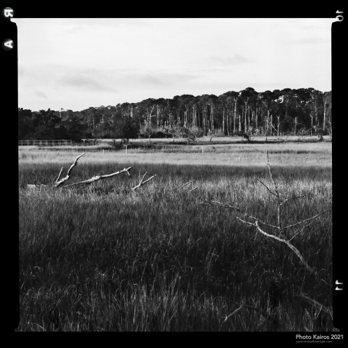 $MARSH-SaltmarshAndMaritimeForest-SapeloIsland_Sapelo-120-10-09.jpg