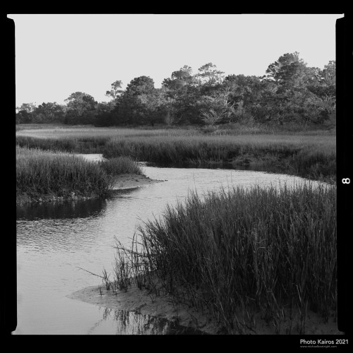 $MARSH-SaltmarshAndMaritimeForestWithTidalCreek-SapeloIsland_Sapelo-120-10-07.jpg