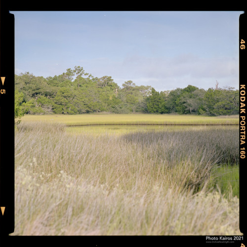$MARSH-Sapelo-07-05.jpg