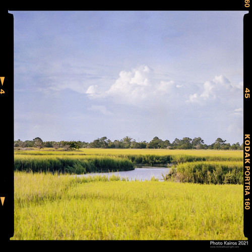 $MARSH-Sapelo-07-06.jpg