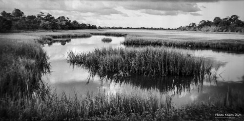 $MARSH-Sapelo-120-12-01.jpg