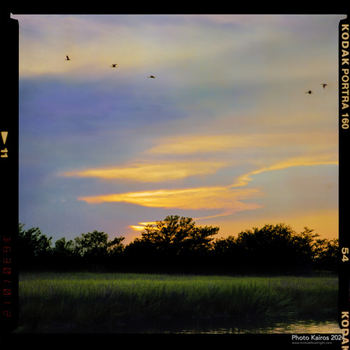 $MARSH-SpoonbillSunset_Sapelo-07-08.jpg