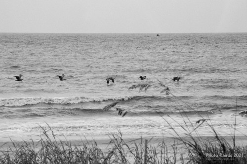 $LIGHTHOUSE-Pelicans_Sapelo-19-18.jpg