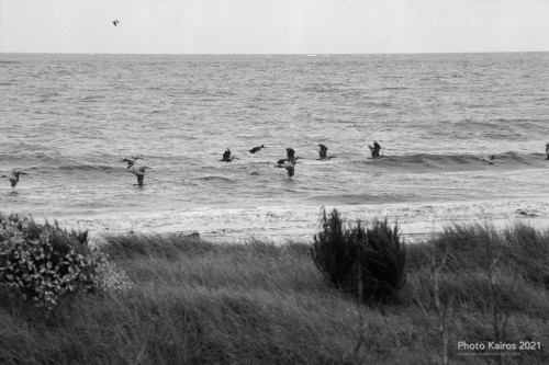 $LIGHTHOUSE-Pelicans_Sapelo-19-20.jpg