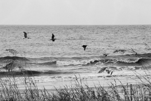 Sapelo 2021