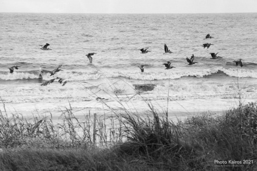 $LIGHTHOUSE-Pelicans_Sapelo-19-22.jpg