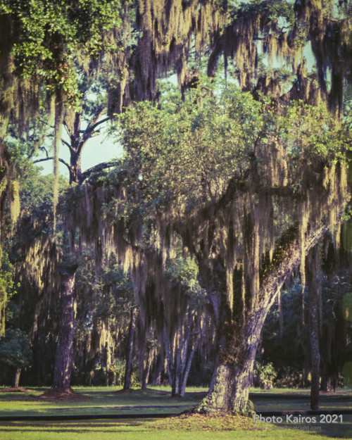 $LiveOakWithSpanishMoss_Sapelo-135-21-21.jpg