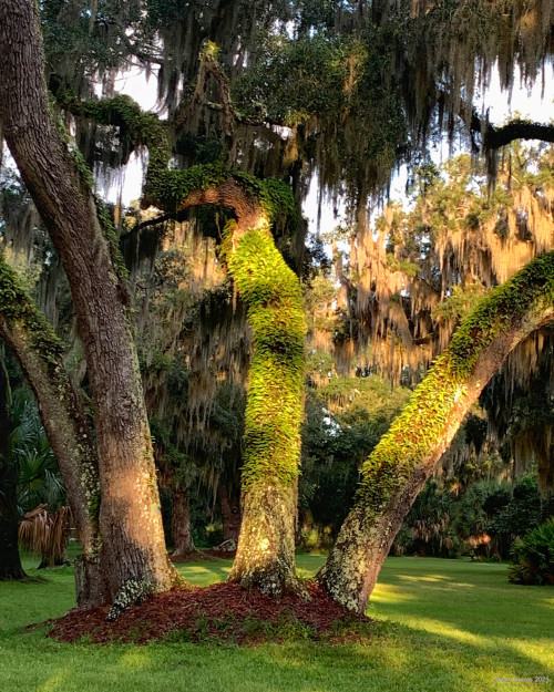 LiveOaks-ReynoldsMansion.jpg