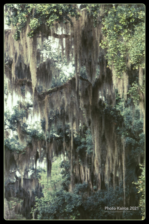 Sapelo2021_$MANSION-SpanishMoss_Sapelo-135-21-18.jpg