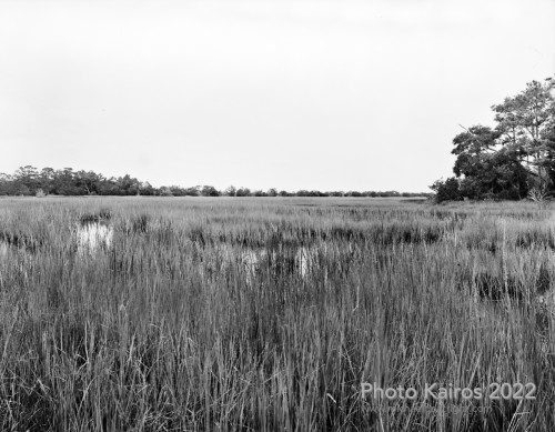 Sapelo2022_Sapelo2022_20220922-4x5_04-Recovered.jpg