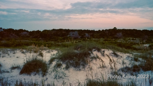 Sapelo2022_Sapelo2022_20220925-135_06.jpg