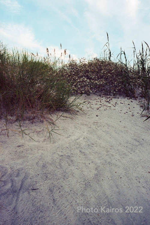 Sapelo2022_Sapelo2022_20220925-135_19.jpg