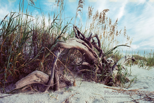 Sapelo2022_Sapelo2022_20220925-135_22.jpg