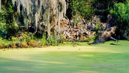 Sapelo2022_Sapelo2022_20220927-135-2_02.jpg