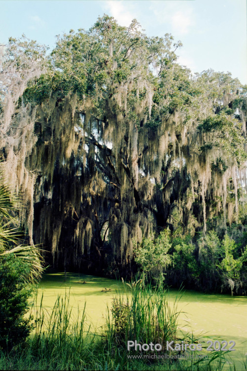 Sapelo2022_Sapelo2022_20220927-135-2_03.jpg