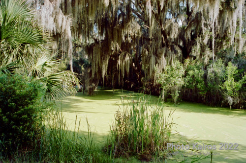 Sapelo2022_Sapelo2022_20220927-135-2_04.jpg