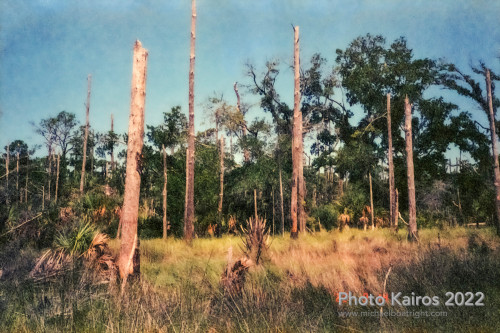 Sapelo2022_Sapelo2022_20220929-135-1_08.jpg