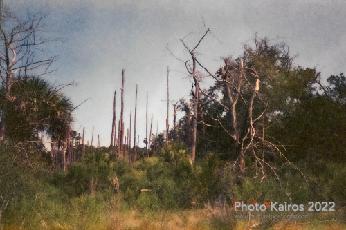 Sapelo2022_Sapelo2022_20220929-135-1_09.jpg