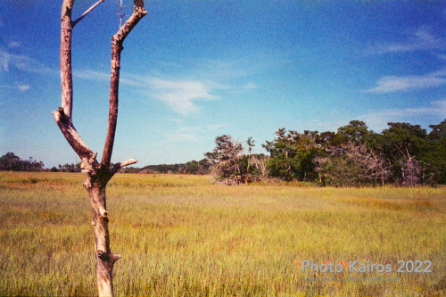 Sapelo2022_Sapelo2022_20220929-135-3_05.jpg