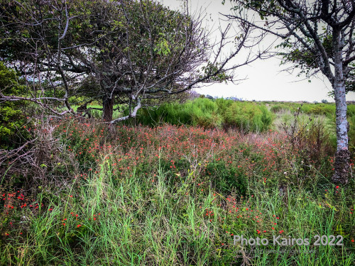 Sapelo 2022