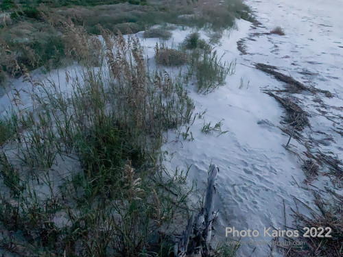 Sapelo2022_Sapelo2022_IMG_1922.jpg