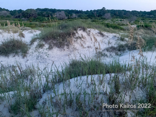 Sapelo2022_Sapelo2022_IMG_1926.jpg