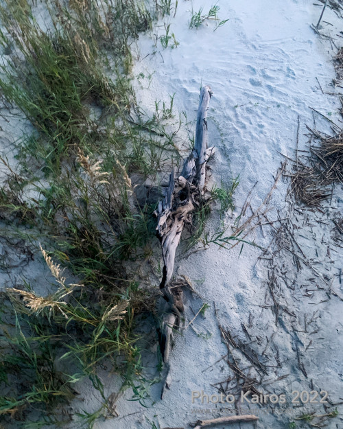 Sapelo2022_Sapelo2022_IMG_1927.jpg