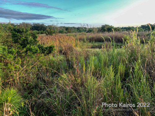 Sapelo2022_Sapelo2022_IMG_1929.jpg