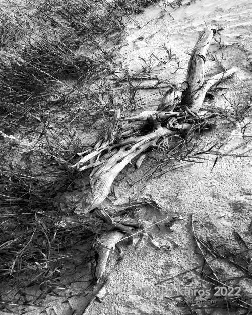 Sapelo2022_Sapelo2022_Snapseed-4.jpg